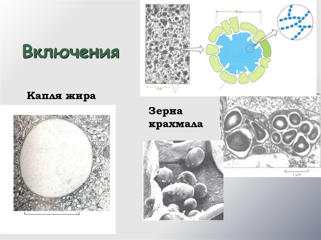 Появление эукариот эра