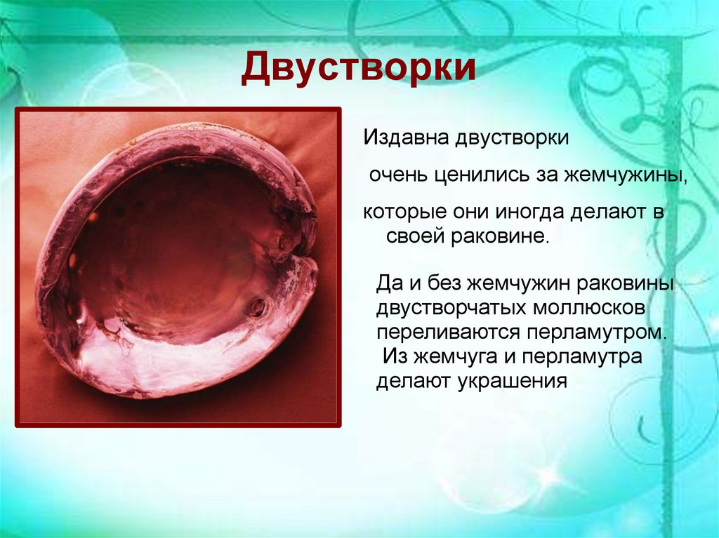 Двустворки