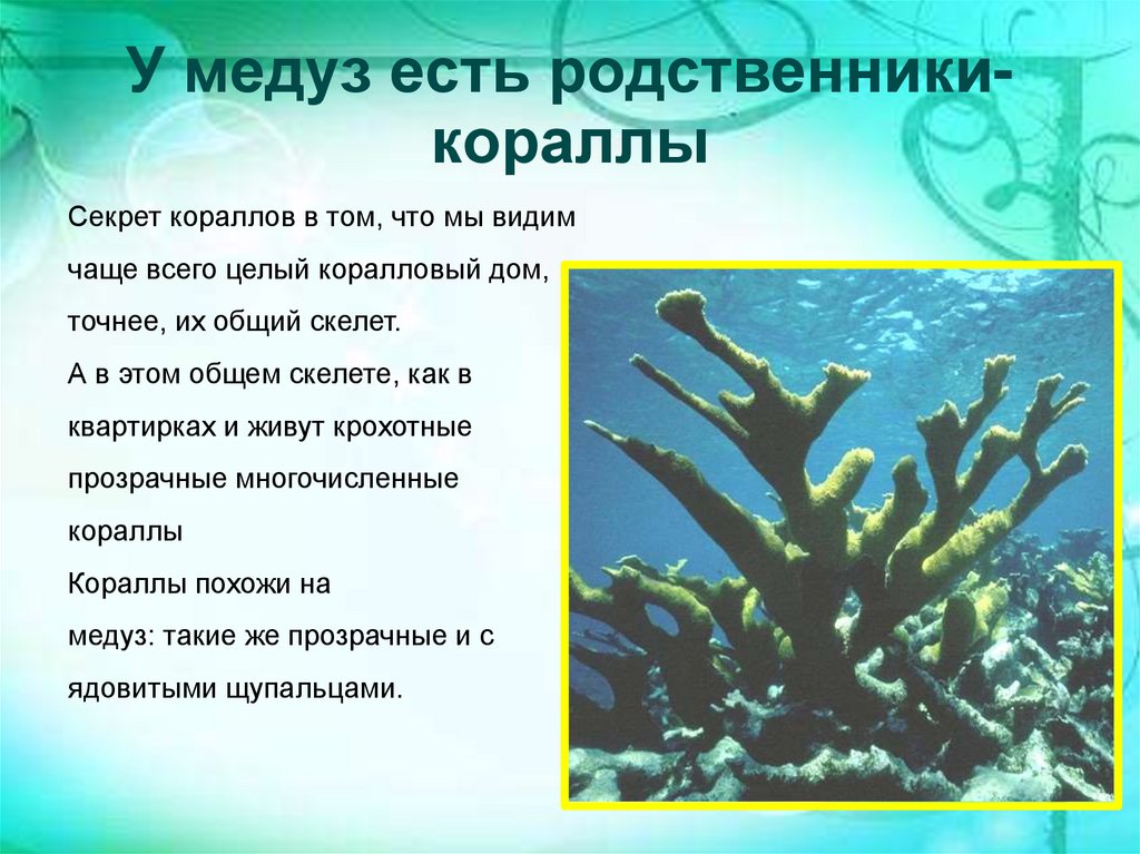У медуз есть родственники-кораллы