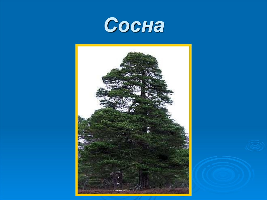 Сосна