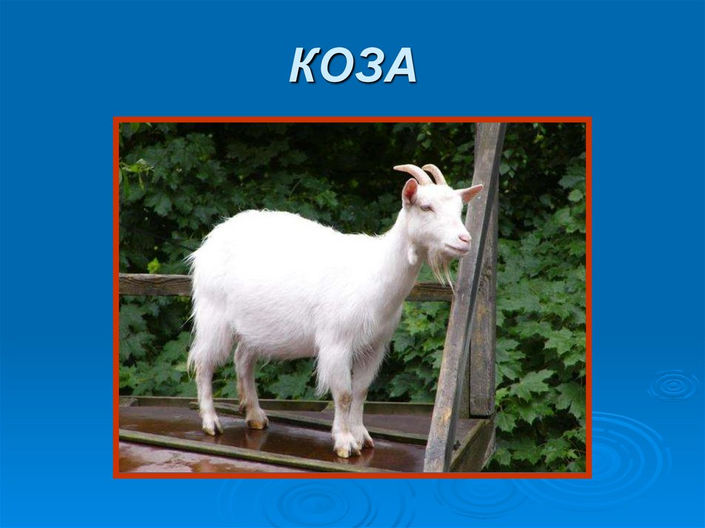 КОЗА