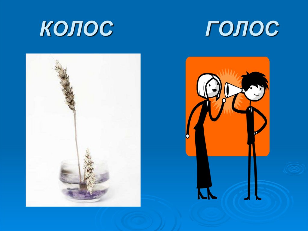 КОЛОС ГОЛОС