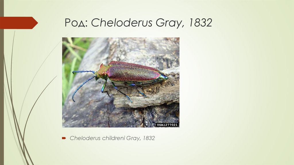 Род: Cheloderus Gray, 1832