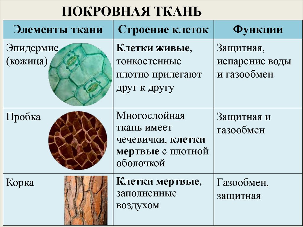 Ткани растений и их виды - презентация онлайн