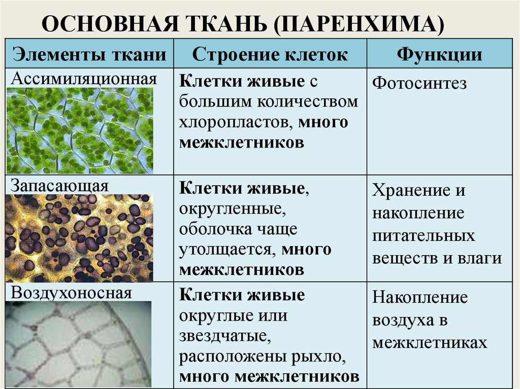 Основная ткань растений функции строение. Воздухоносная ткань растений. Функции запасающей паренхимы. Основная ткань растений паренхима. Ткани растений и животных.