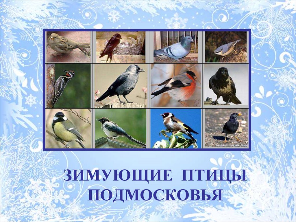 Крупные птицы подмосковья фото с названиями зимующие