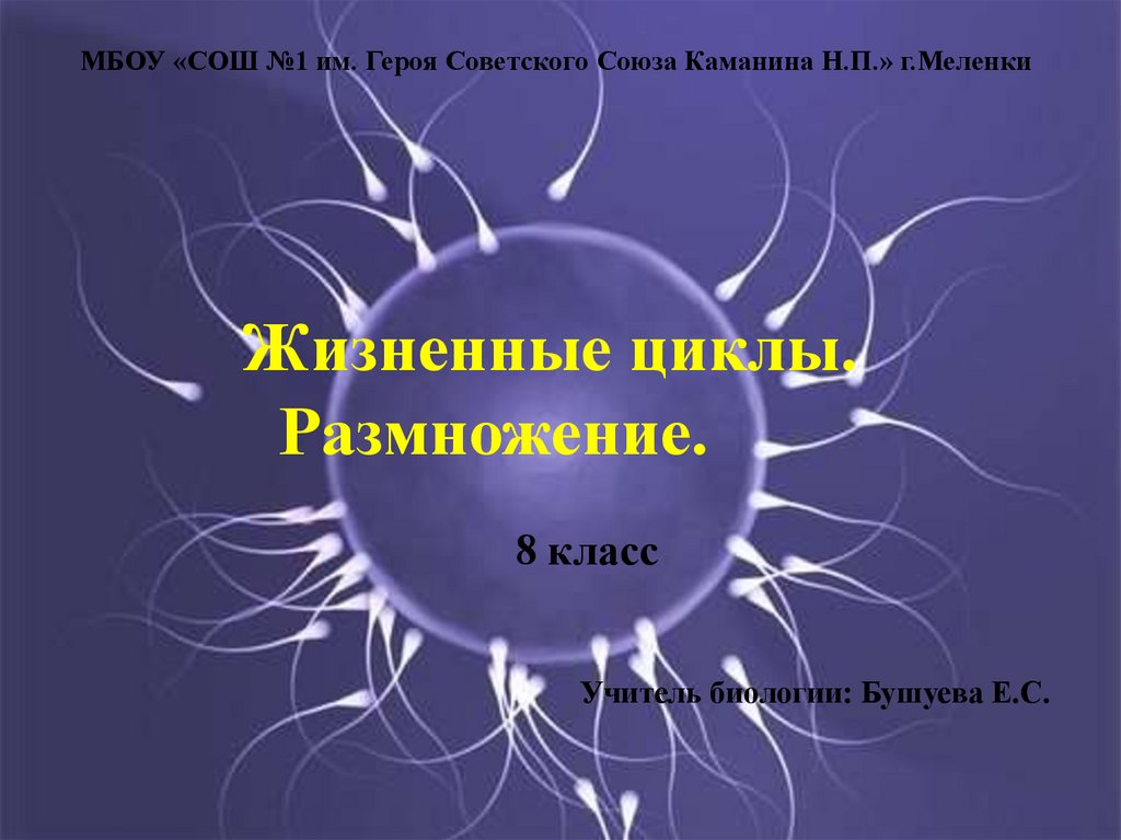 Презентация по биологии размножение человека 8 класс по биологии