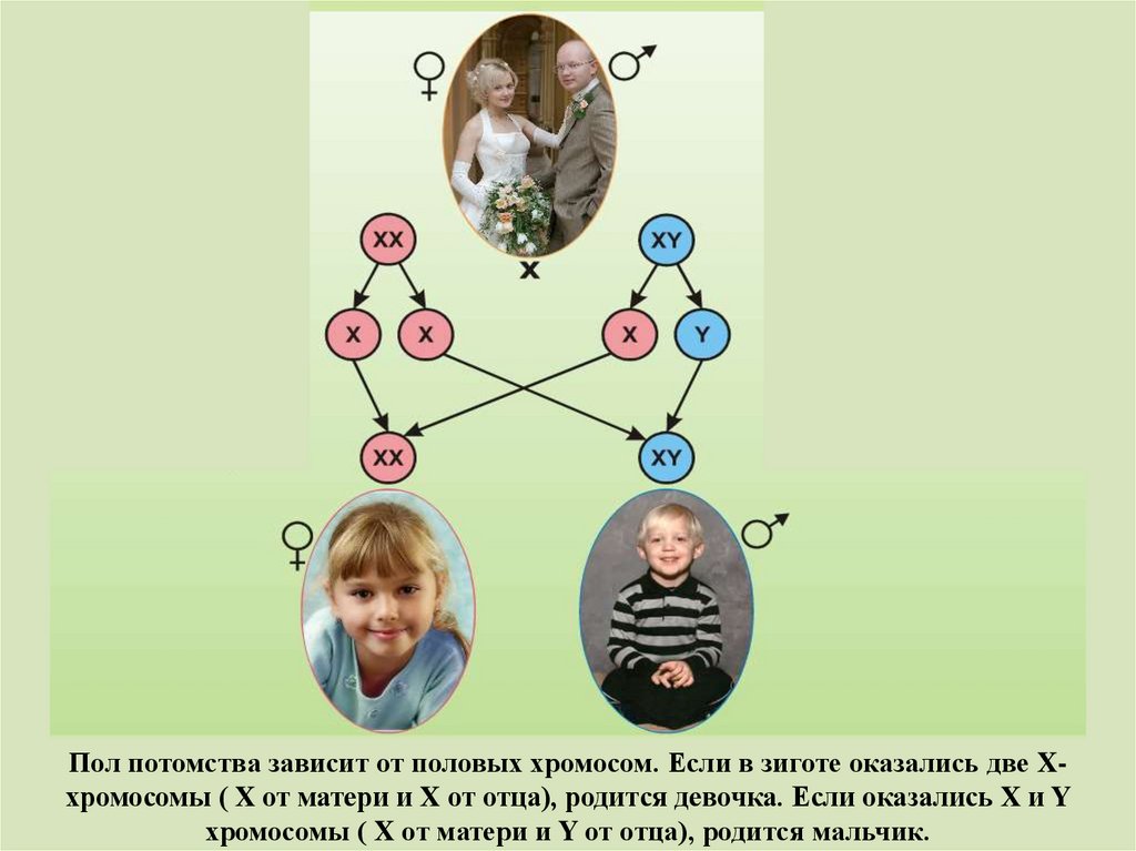 Сколько дает потомства. Девочка x или и y хромосомы. Сходство потомства и родителей рисунок. Почему может родиться девочка с двумя x-хромосомами. Зигота домашней кошки содержит 38 хромосом.