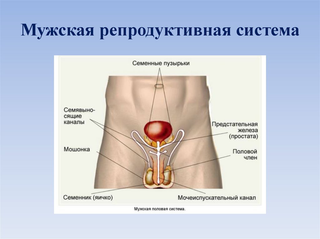 Мужская половая система. Мужская репродуктивная система. Мужская репродуктивнаясичтемаи. Развитие мужской репродуктивной системы. Функции мужской репродуктивной системы.