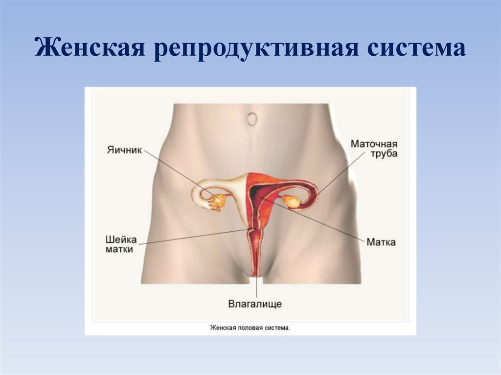 Картинка женской половой системы