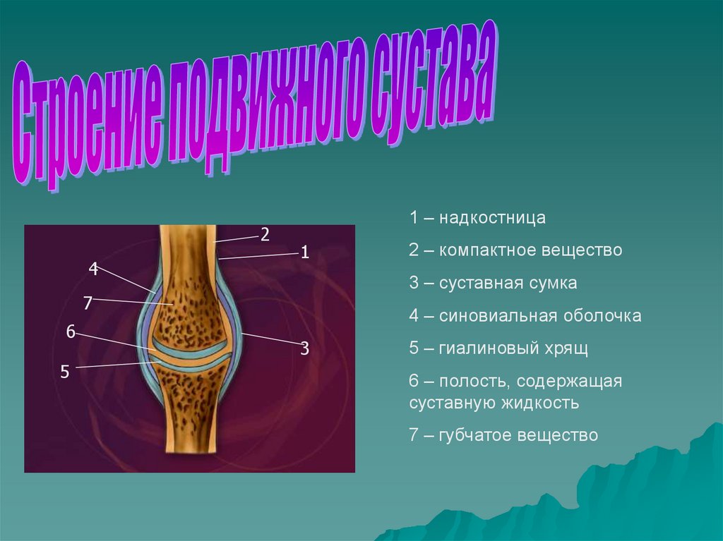 Надкостница образована. Суставная сумка. Надкостница. Строение надкостницы. Суставная сумка жидкость.