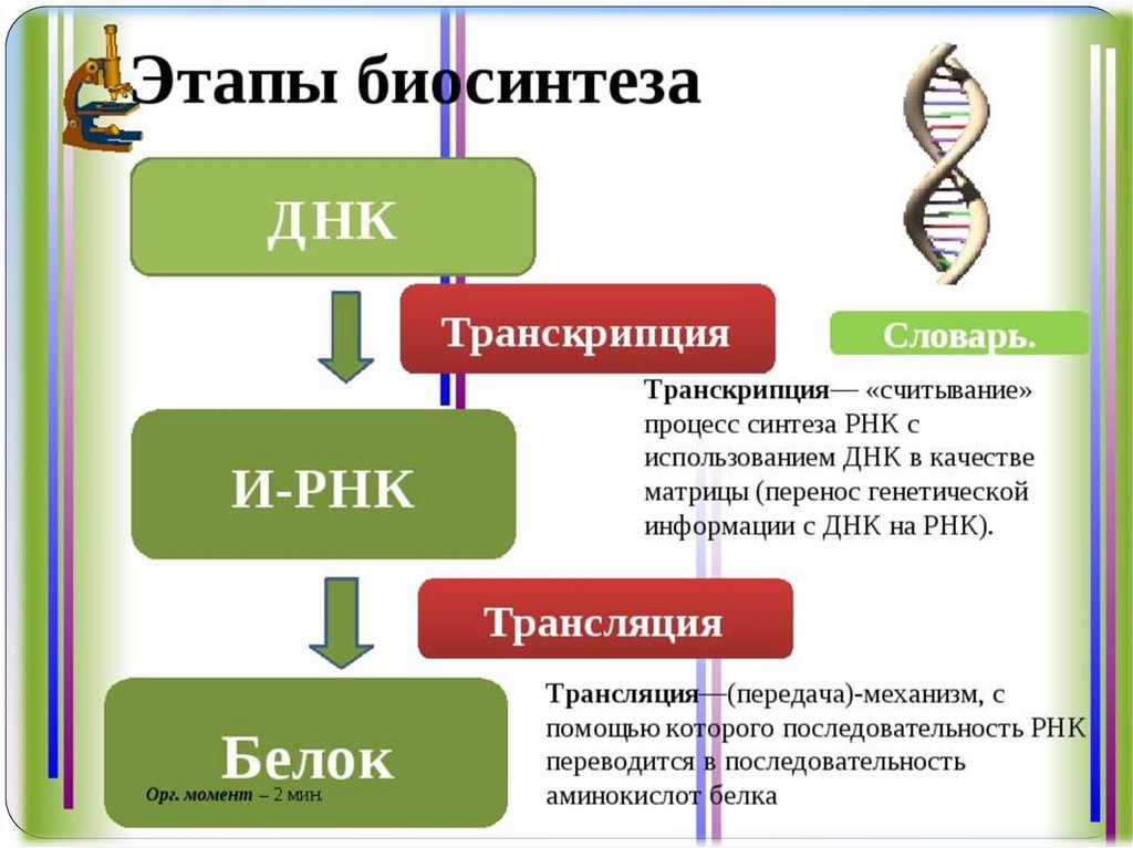 Белки и рнк входят. Синтез ДНК И РНК. Этапы синтеза белков. Биосинтез ДНК этапы процесса. Этапы транскрипции биосинтеза белка.