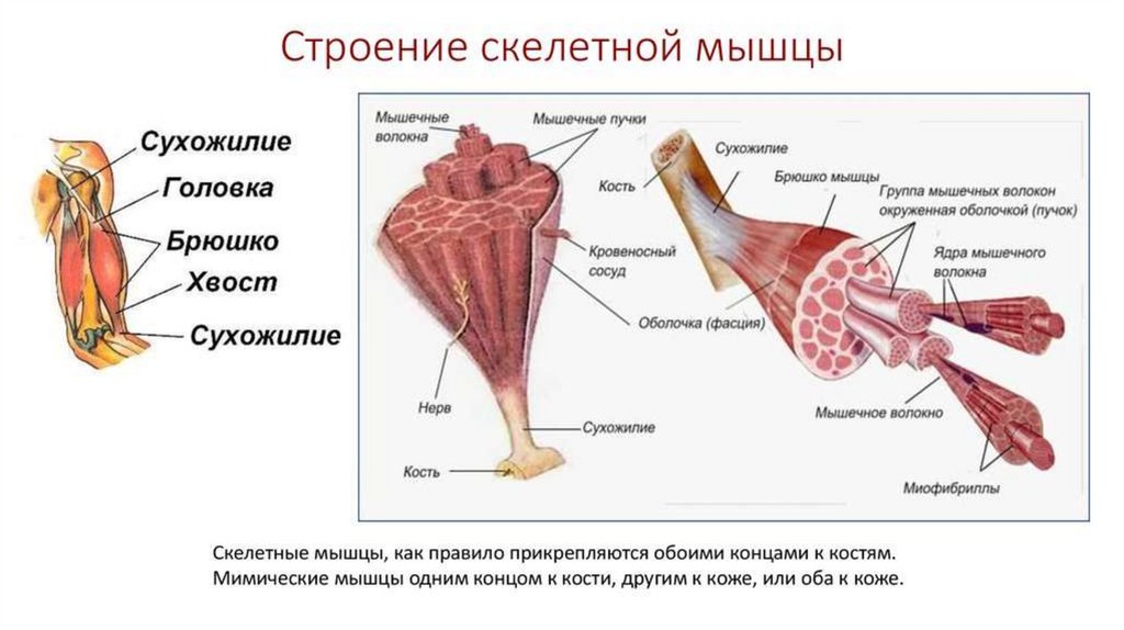 Мышцы анатомия презентация