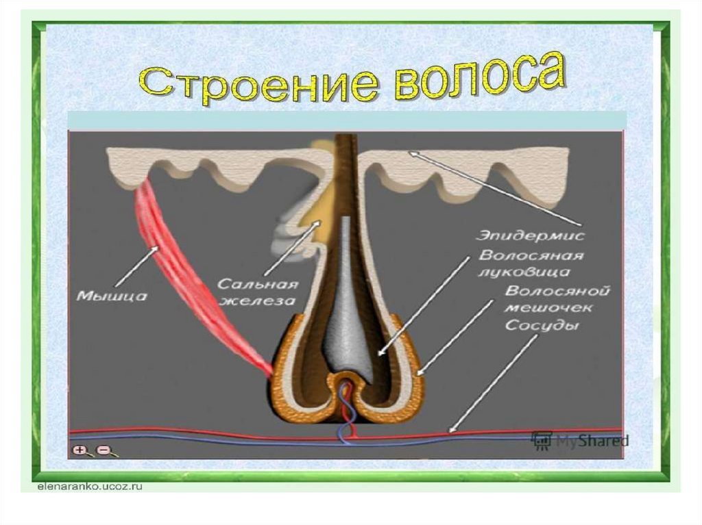 Функции волос. Строение волоса. Строение волоса человека биология. Строение волоса млекопитающих. Строение волоса биология 8 класс.