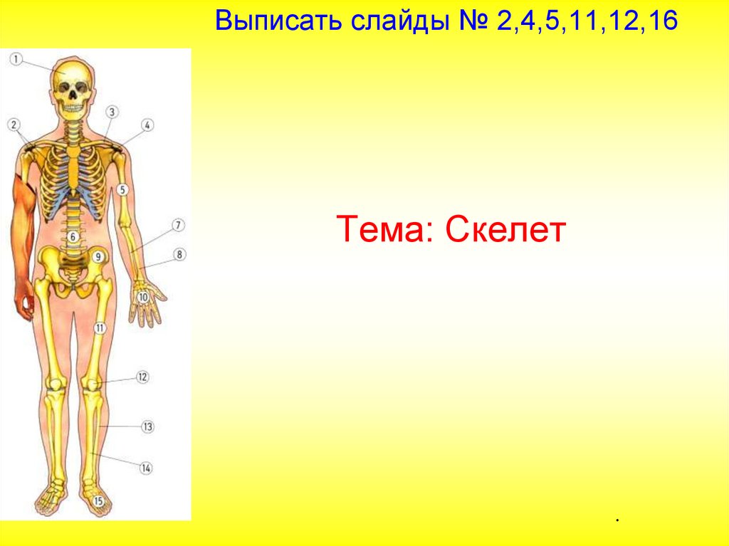 Презентация скелет человека 3 класс