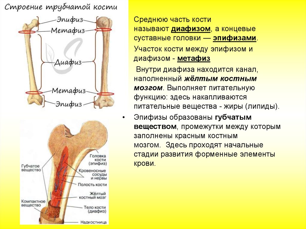 Кости скелета презентация