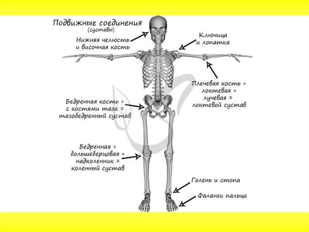 Подвижное соединение суставов. Схема суставов человека. Суставы скелета. Подвижные кости в скелете человека. Подвижно соединяющиеся кости скелета.