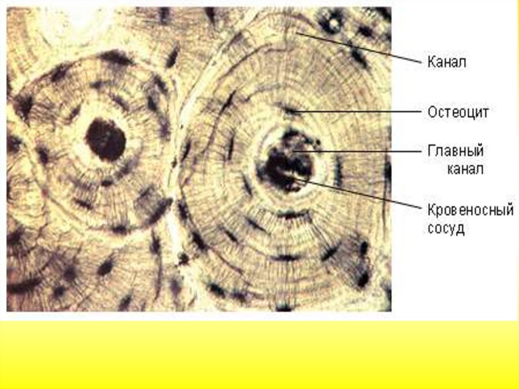 Остеоцит. Костные клетки остеоциты. Костная ткань остеоны остеоцит. Пластинчатая костная ткань гистология. Остеоциты гистология.