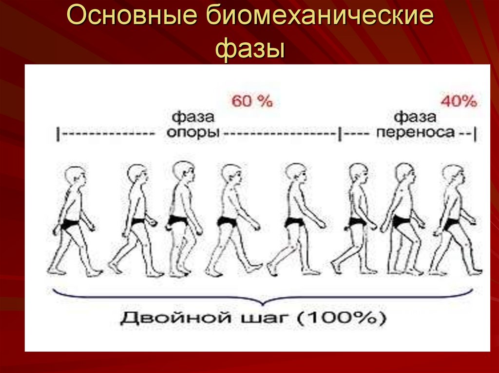 Фазы шага. Расстояние между фазами 220 кв лэп. Биомеханика движений человека ходьба. Фазы шага. Основы техники ходьбы и бега в легкой атлетике.