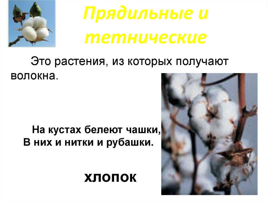 Прядильные культурные растения. Прядильные растения Сибири. Прядильные сорта. Пищевые прядильные растения. Прядильные растения 2.