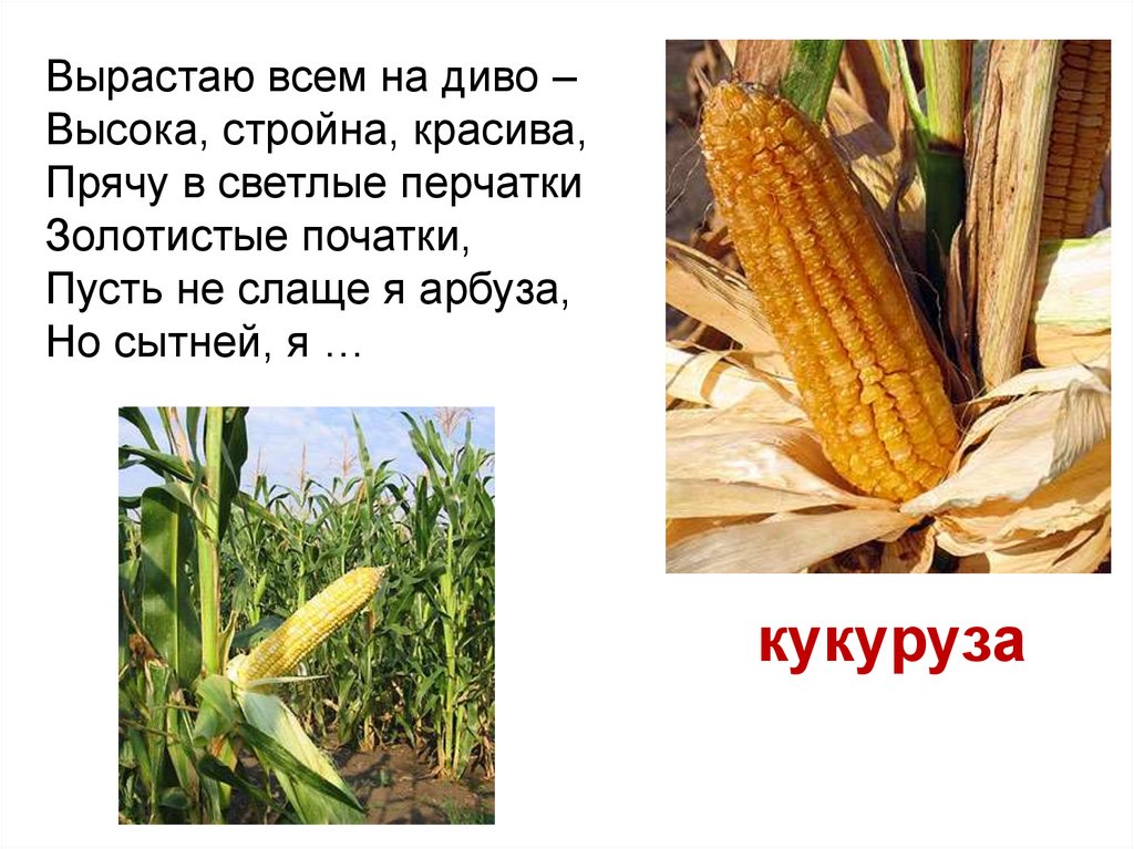 Кукуруза доклад 3 класс. Загадка про кукурузу. Стих про кукурузу. Кукуруза культурное растение. Загадка про кукурузу для детей.