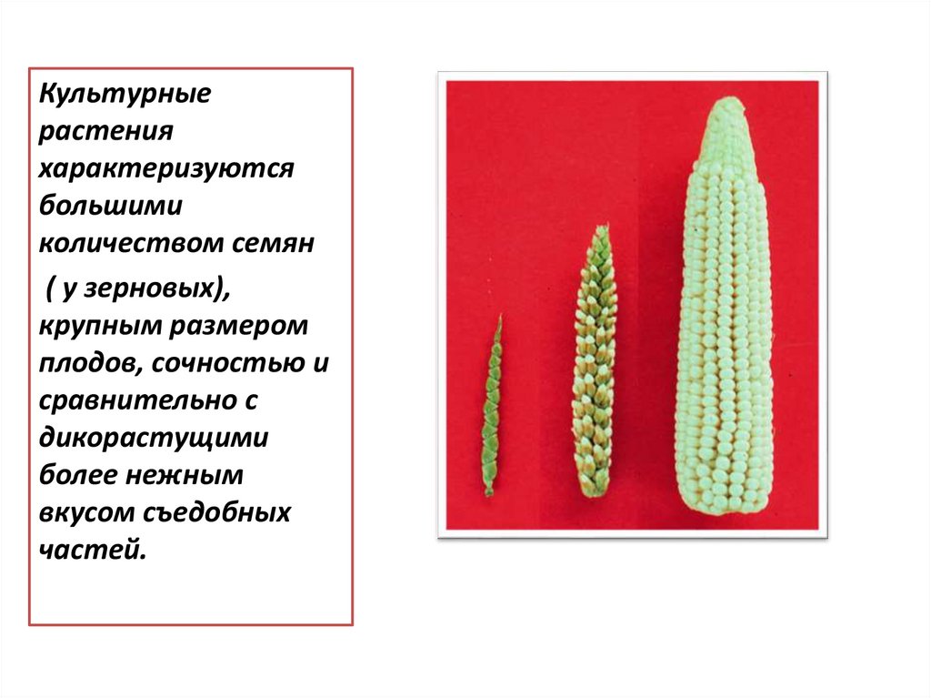 Многообразие и происхождение культурных растений презентация 6 класс пономарева