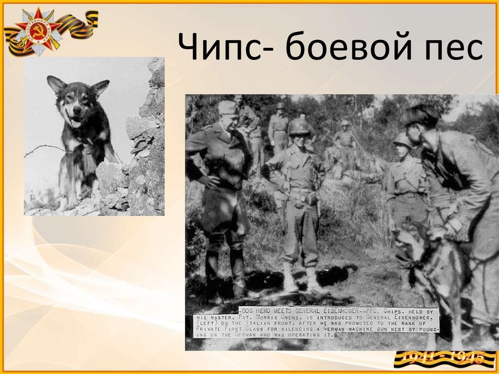 Чипс- боевой пес