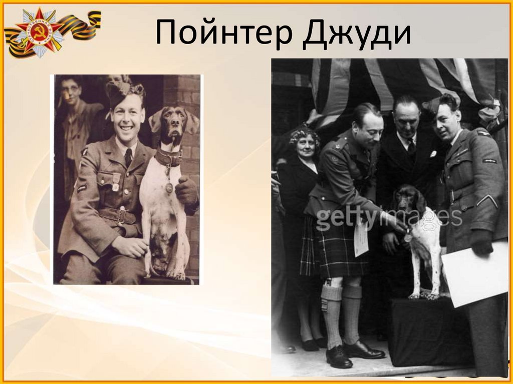 Пойнтер Джуди