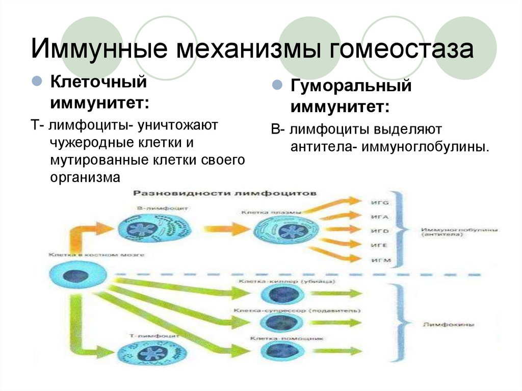 Механизмы гомеостаза