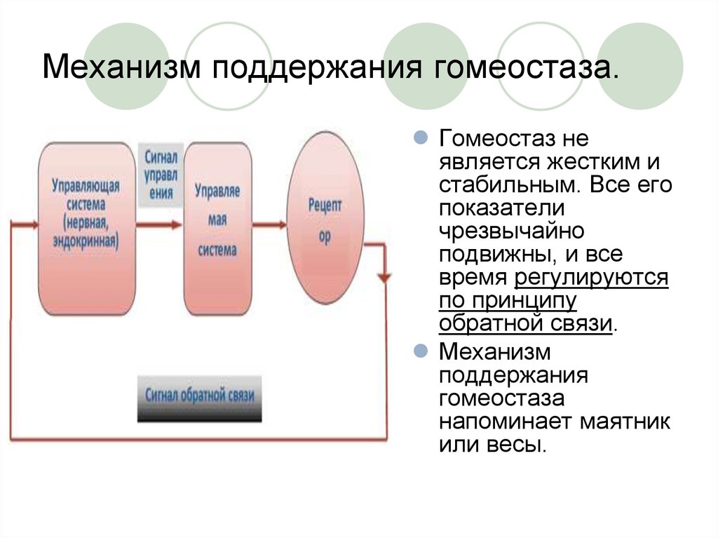 Поддержание гомеостаза