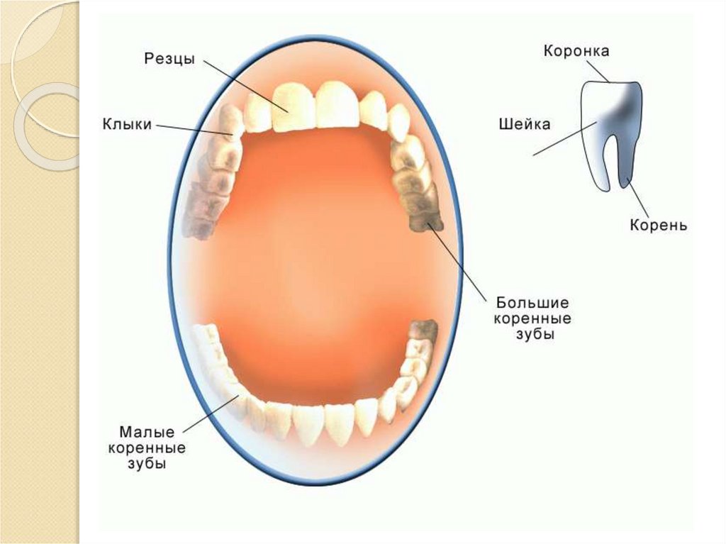Как какие зубы называются. Зубы человека. Типы зубов человека. Расположение зубов у человека. Глазной зуб.