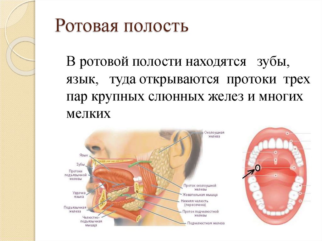 Сообщения полости рта. Протоки ротовой полости.