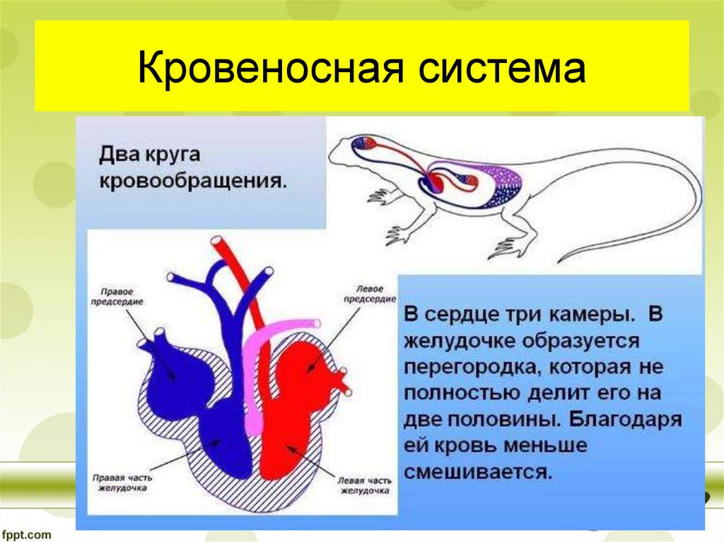 Камерное сердце у пресмыкающихся. Пресмыкающиеся кровеносная система круги кровообращения. Строение кровеносной системы рептилий. Кровеносная система пресмыкающихся схема. Пресмыкающиеся строение кровеносной системы.