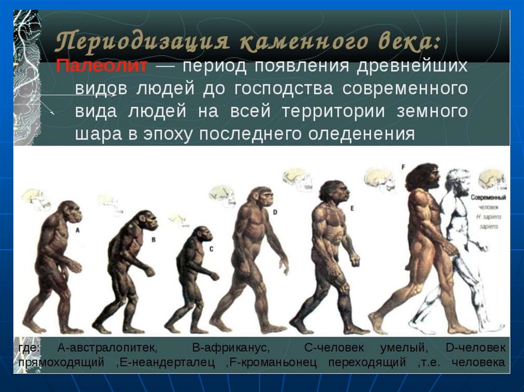 Нарисуйте схему эволюции человека используя названия в скобках homo sapiens