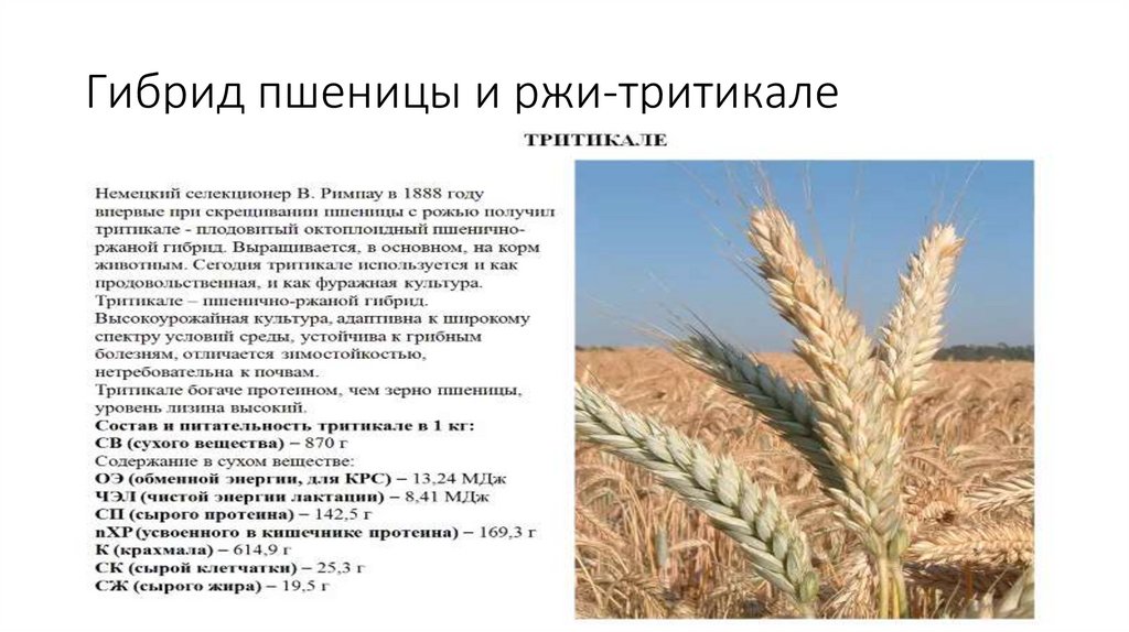 Гибрид пшеницы и ржи-тритикале