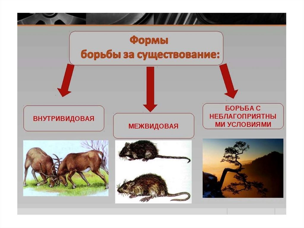 Презентация по биологии борьба за существование 11 класс