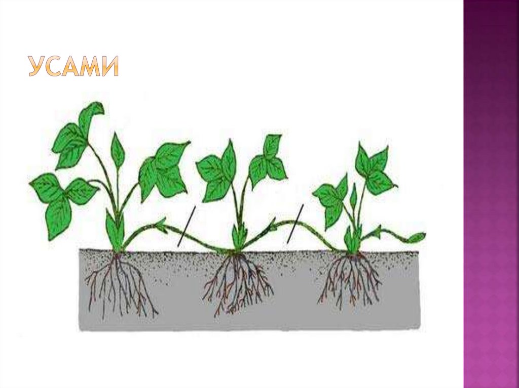 Вегетативное растение рисунок. Вегетативное размножение усами. Технология вегетативного размножения усами. Вегетативное размножение растений усами. Надземные столоны плети.
