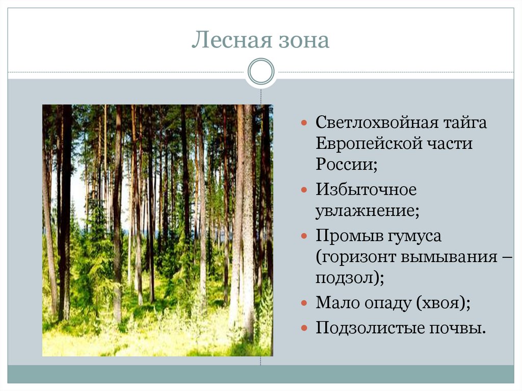 Описание природной зоны лесная зона. Почва в зоне лесов. Почвы Лесной зоны России. Лесная зона. Виды лесных зон.