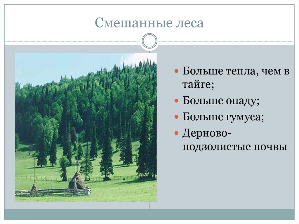 Характеристика смешанных лесов. Смешанные леса почвы 8 класс. Смешанные леса Тип почвы содержание гумуса. Основные виды хозяйственной деятельности в смешанных лесах.