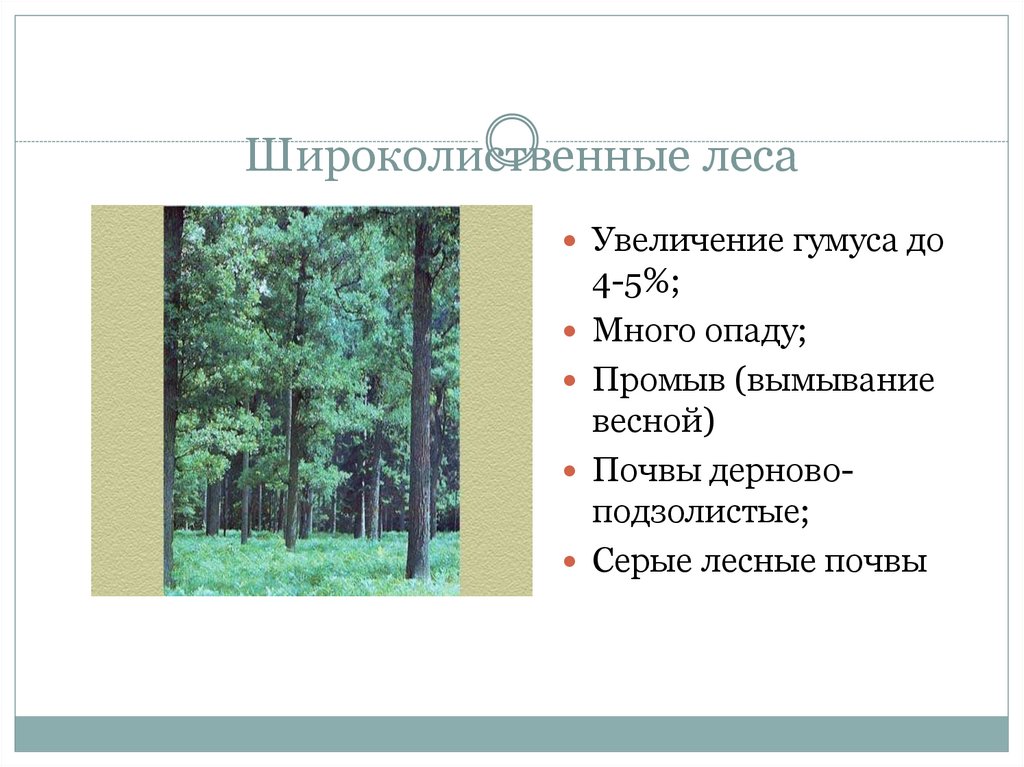 Природная зона смешанные и широколиственные леса таблица. Широколиственные леса таблица. Содержание гумуса в смешанных лесах. Широколиственные леса почвы в России. Слой гумуса в смешанных лесах.
