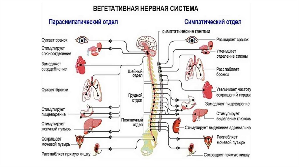 Функциональная анатомия вегетативной нервной системы презентация