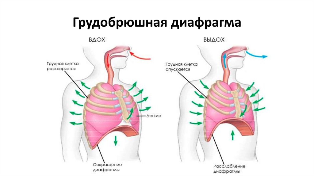 Дыхательная мышца диафрагма на рисунке