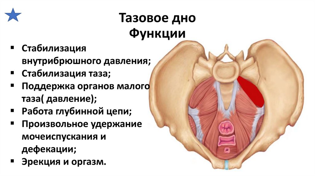 Анатомия тазового дна у женщин