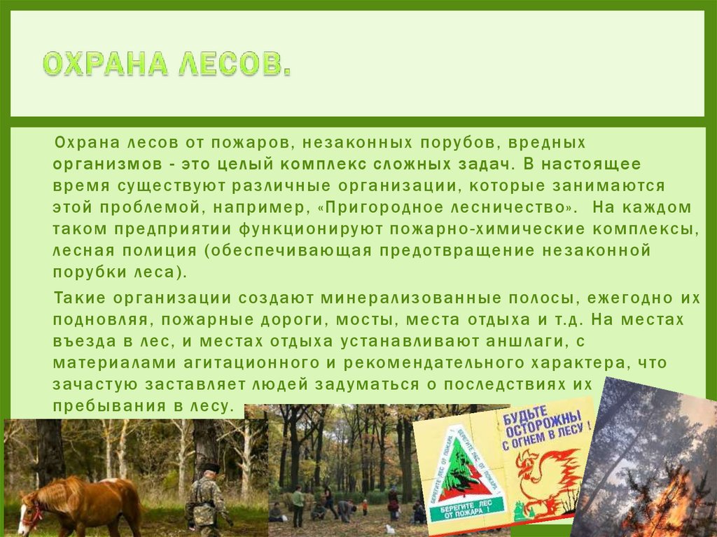 Презентация охрана лесов