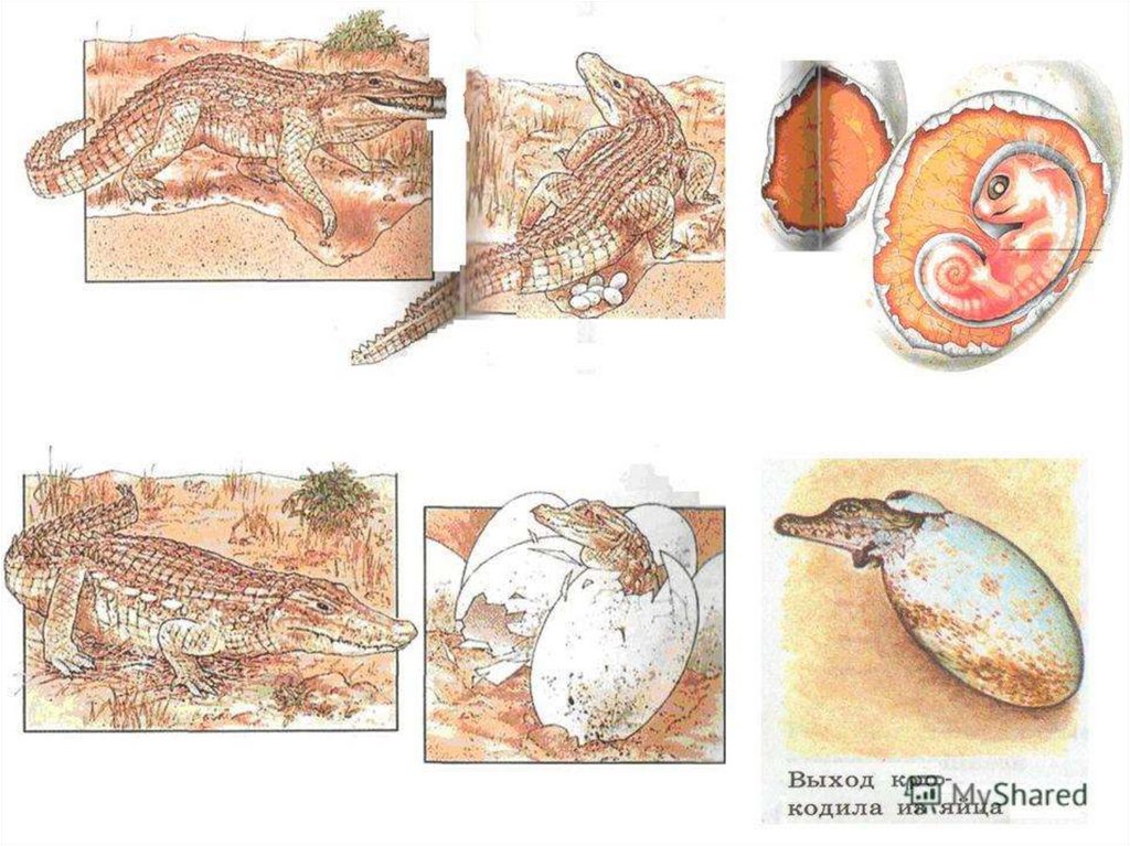 Зародыш крокодила. Размножение рептилий. Развитие пресмыкающихся. Размножения пресмыкающихся рептилию. Стадии развития крокодила.