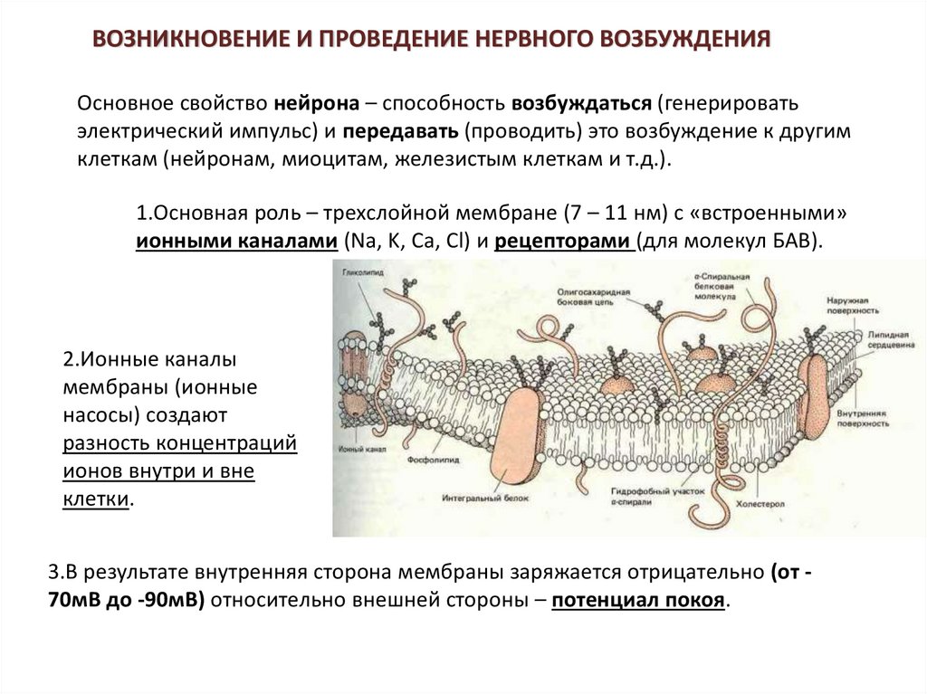 Процесс проведения нервного импульса