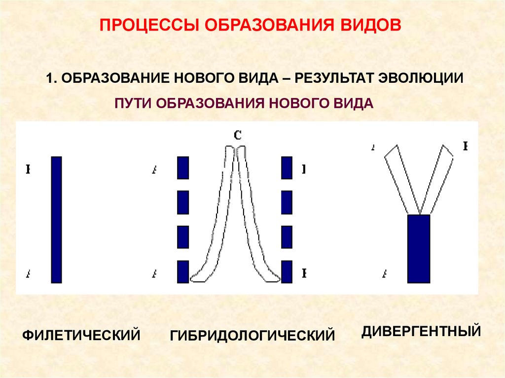 Процессы образования видов презентация 9 класс пономарева