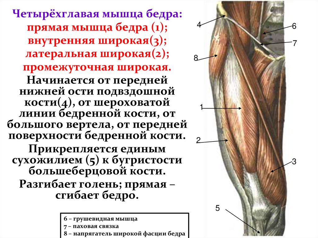 Широкая фасция бедра. Четырехглавая мышца бедра анатомия. Мышца-напрягатель широкой фасции функции. Мышца напрягающая широкую фасцию бедра. Фасция четырехглавой мышцы бедра.