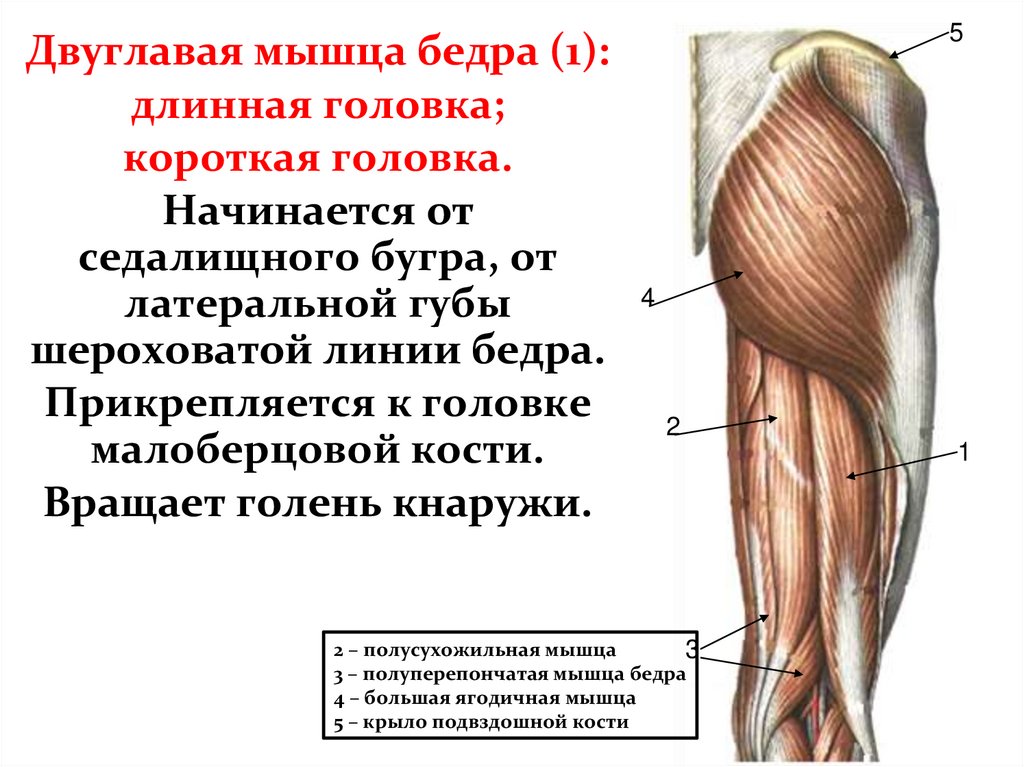 Мышцы бедра кратко