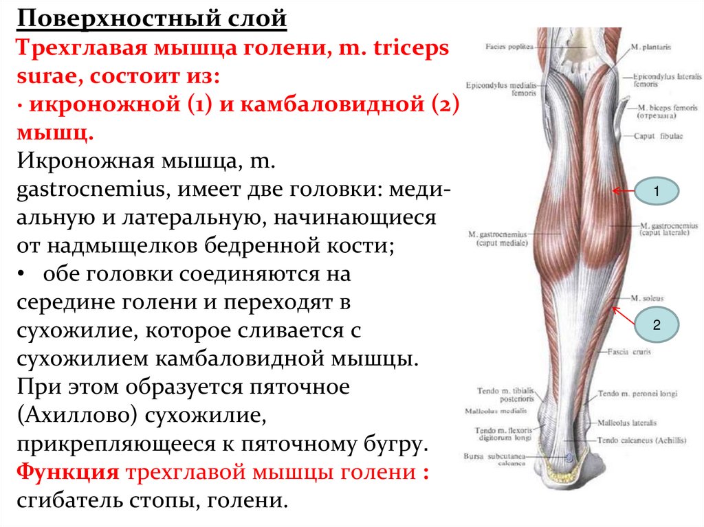 Икроножная мышца какая ткань. Трехглавая икроножная мышца голени. Медиальная икроножная мышца 3д. Мышцы голени камбаловидная мышца. Мышцы голени медиальная группа.